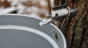 How to Make Maple Syrup- Fun for the Whole Family