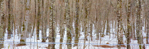 Maple Sugar Woods of Nova Scotia