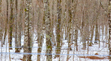 Maple Sugar Woods of Nova Scotia