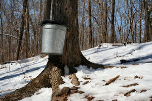 What is the Difference Between Organic and Conventional Maple Syrup