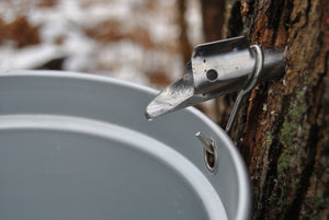 How to Make Maple Syrup- Fun for the Whole Family