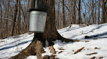 What is the Difference Between Organic and Conventional Maple Syrup